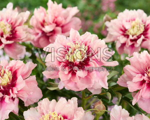 Paeonia Caroline Constabel Paeonia Caroline Constabel