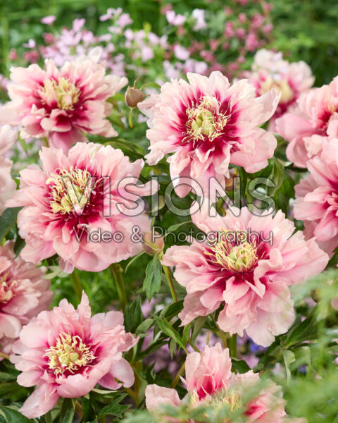 Paeonia Caroline Constabel Paeonia Caroline Constabel