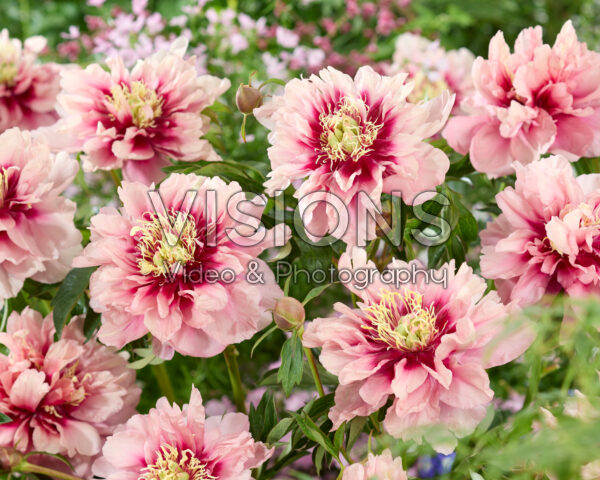 Paeonia Caroline Constabel Paeonia Caroline Constabel