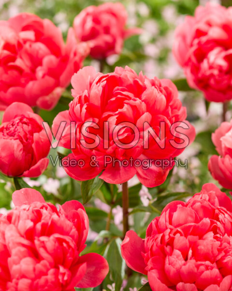 Paeonia Lorelei Paeonia Lorelei