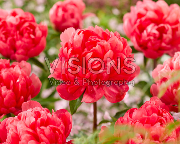 Paeonia Lorelei Paeonia Lorelei