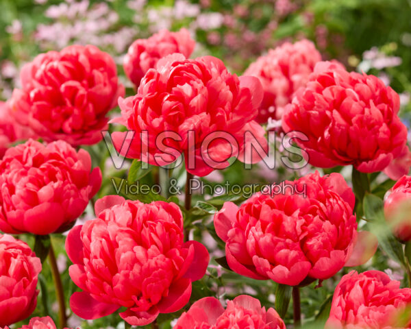 Paeonia Lorelei