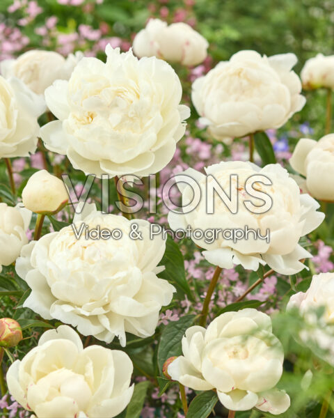 Paeonia Mary E. Nicholls Paeonia Mary E. Nicholls