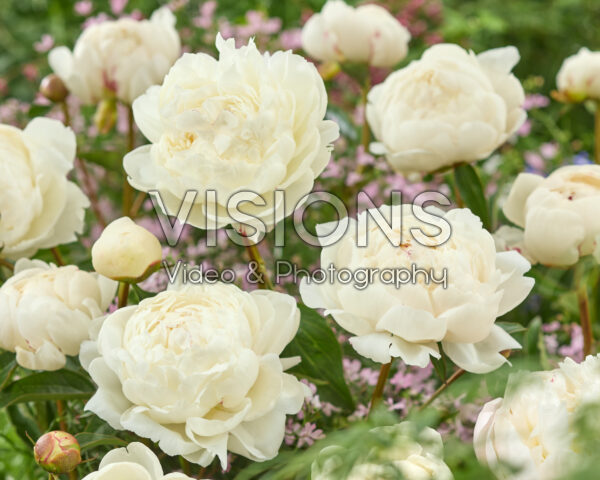 Paeonia Mary E. Nicholls Paeonia Mary E. Nicholls