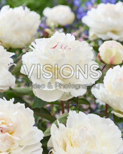 Paeonia White Pool Paeonia White Pool