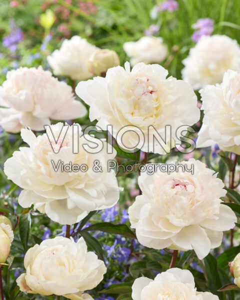 Paeonia Odile Paeonia Odile