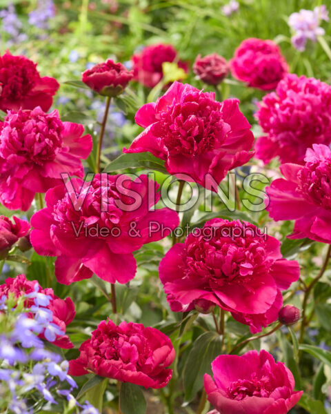 Paeonia Felix Crousse Paeonia Felix Crousse