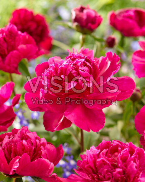 Paeonia Felix Crousse Paeonia Felix Crousse