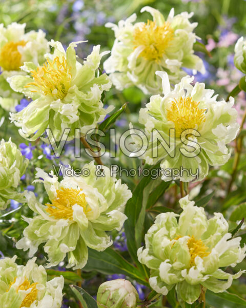 Paeonia Green Halo Paeonia Green Halo