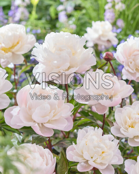 Paeonia Gardenia Paeonia Gardenia