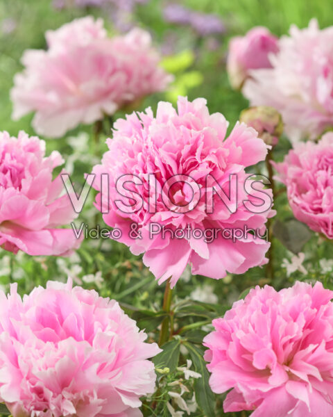 Paeonia Dinner Plate Paeonia Dinner Plate