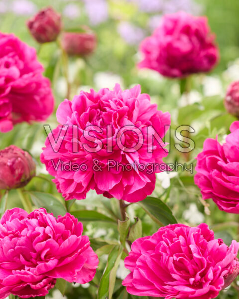 Paeonia Paul M. Wild Paeonia Paul M. Wild