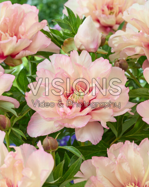 Paeonia Scrumdidlyumptious Paeonia Scrumdidlyumptious