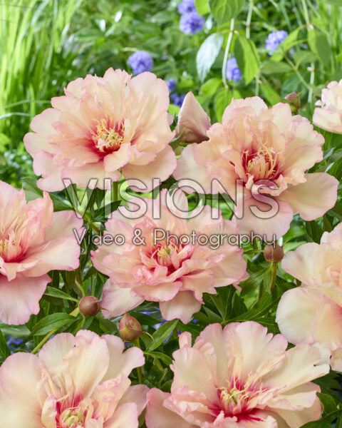 Paeonia Scrumdidlyumptious