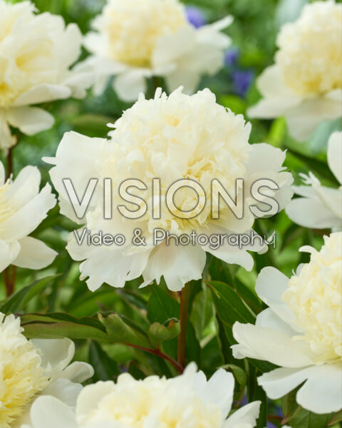 Paeonia Charles White Paeonia Charles White