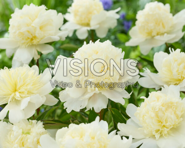 Paeonia Charles White Paeonia Charles White