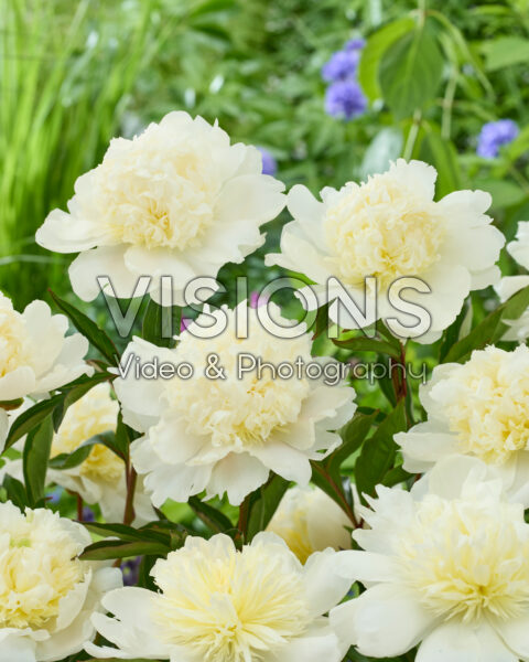 Paeonia Charles White Paeonia Charles White