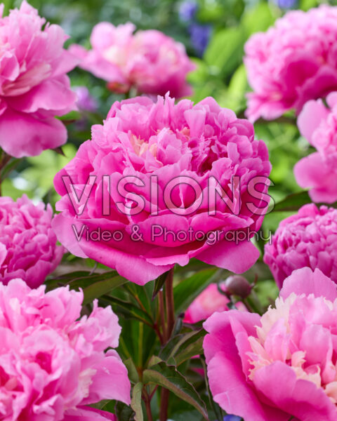 Paeonia Anima Paeonia Anima