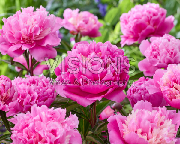 Paeonia Anima Paeonia Anima