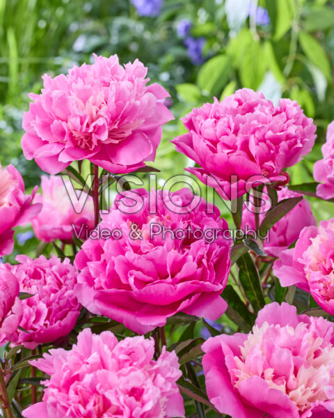 Paeonia Anima Paeonia Anima