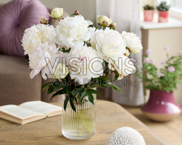 Paeonia Odile Paeonia Odile