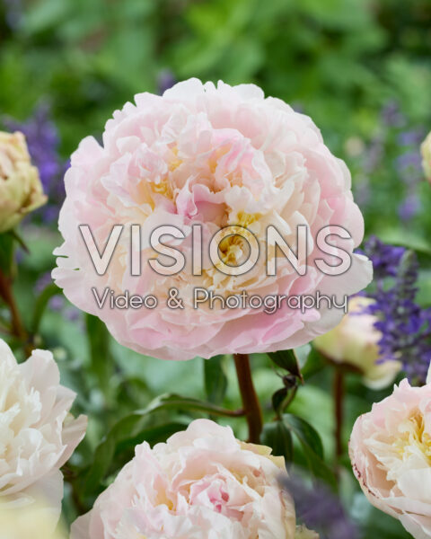 Paeonia Florence Nicholls Paeonia Florence Nicholls