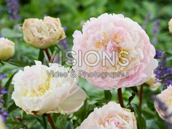 Paeonia Florence Nicholls Paeonia Florence Nicholls