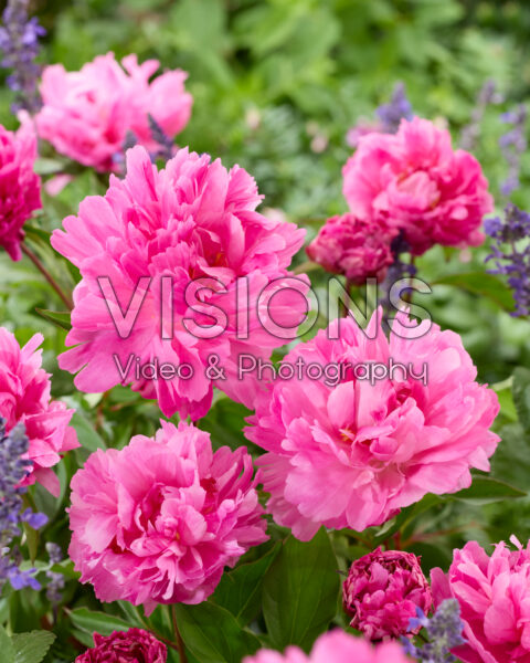 Paeonia Bunker Hill Paeonia Bunker Hill