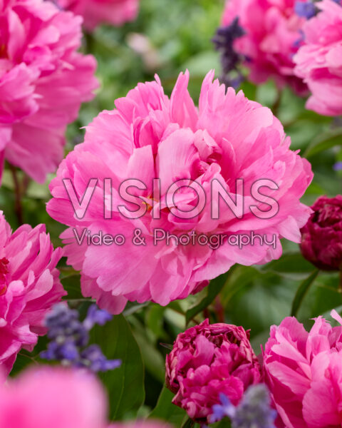 Paeonia Bunker Hill Paeonia Bunker Hill