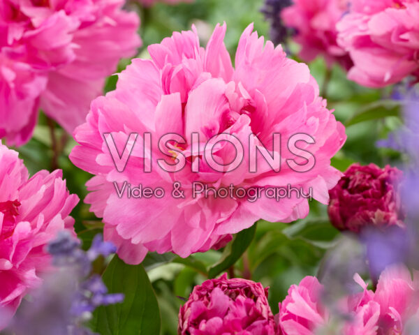 Paeonia Bunker Hill Paeonia Bunker Hill
