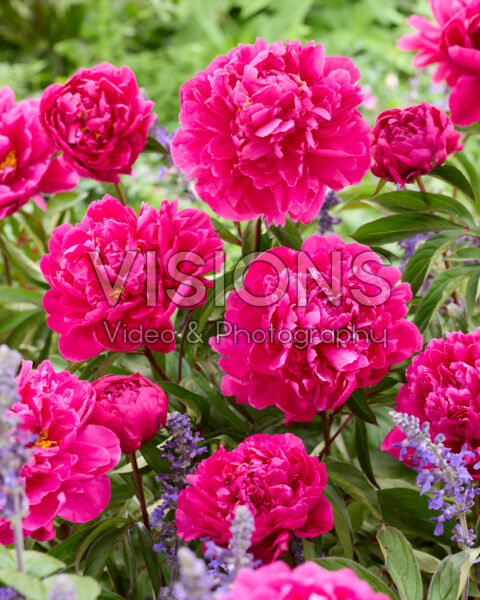 Paeonia Louis van Houtte Paeonia Louis van Houtte