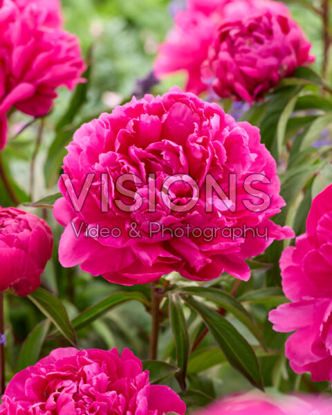 Paeonia Louis van Houtte Paeonia Louis van Houtte