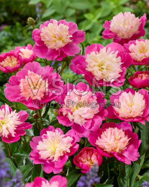Paeonia Gay Paree Paeonia Gay Paree