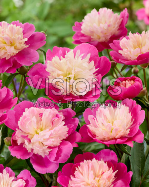 Paeonia Gay Paree Paeonia Gay Paree