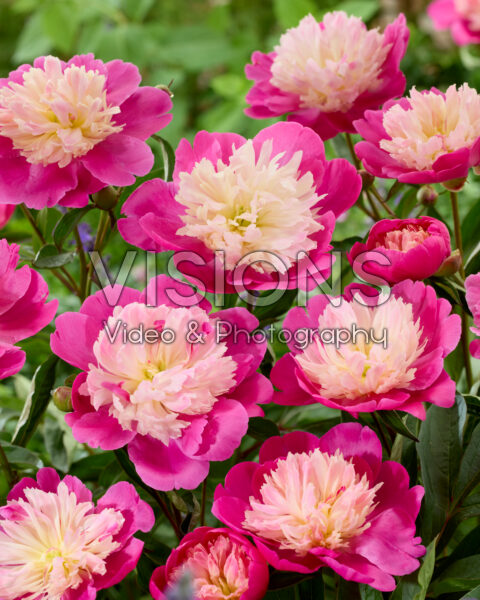 Paeonia Gay Paree Paeonia Gay Paree