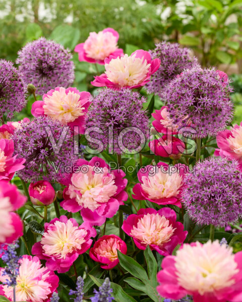 Paeonia Gay Paree, Allium Stratos Paeonia Gay Paree, Allium Stratos