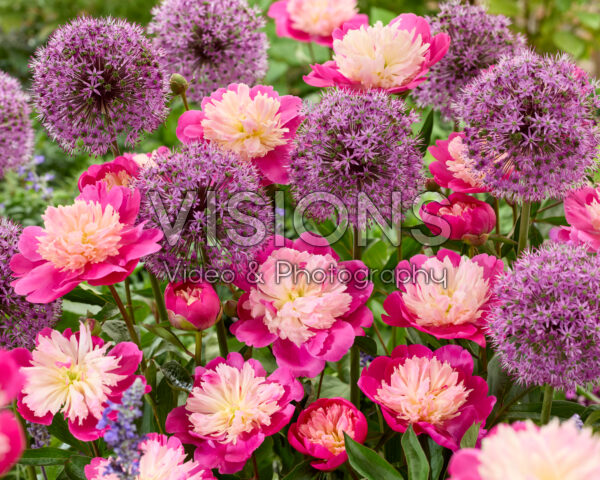 Paeonia Gay Paree, Allium Stratos Paeonia Gay Paree, Allium Stratos