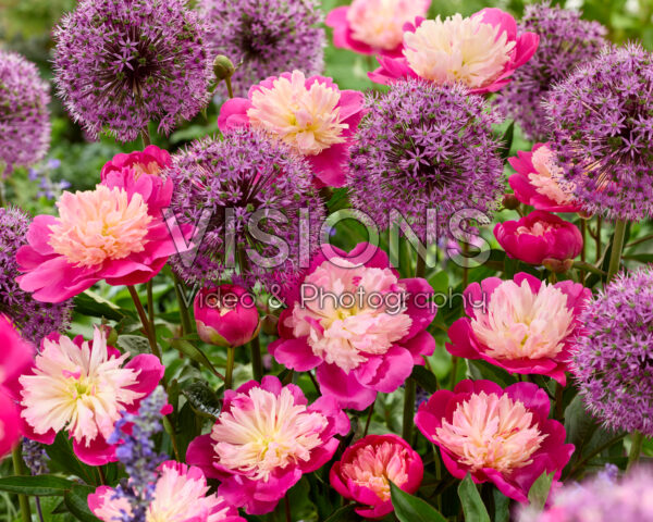 Paeonia Gay Paree, Allium Stratos Paeonia Gay Paree, Allium Stratos