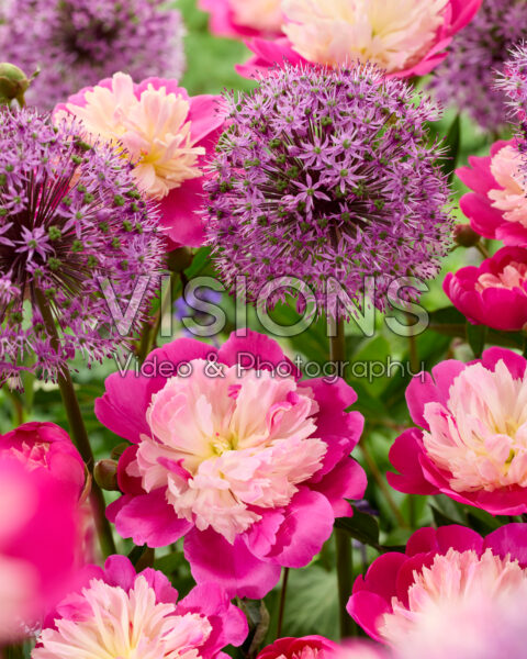 Paeonia Gay Paree, Allium Stratos Paeonia Gay Paree, Allium Stratos