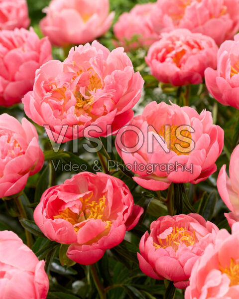 Paeonia Pink Hawaiian Coral Paeonia Pink Hawaiian Coral