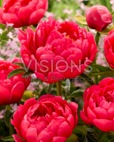Paeonia Raspberry Charm Paeonia Raspberry Charm