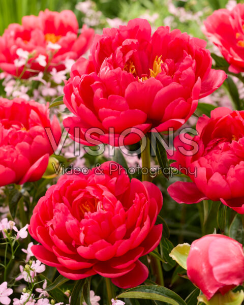 Paeonia Raspberry Charm Paeonia Raspberry Charm