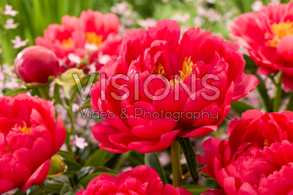 Paeonia Raspberry Charm Paeonia Raspberry Charm