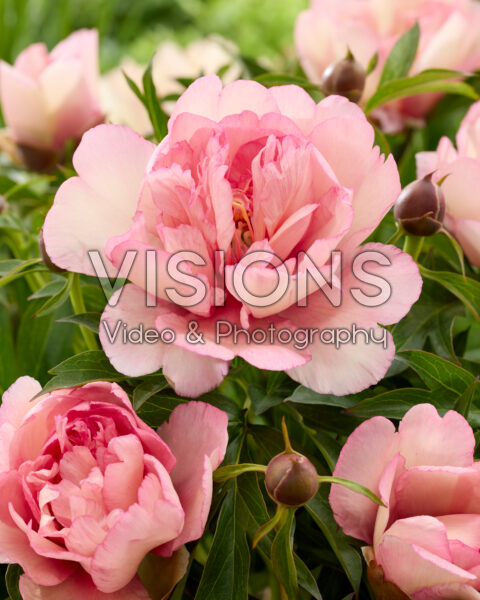 Paeonia Scrumdidlyumptious Paeonia Scrumdidlyumptious