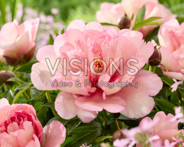 Paeonia Scrumdidlyumptious