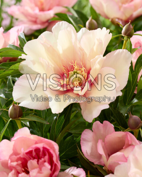 Paeonia Scrumdidlyumptious Paeonia Scrumdidlyumptious