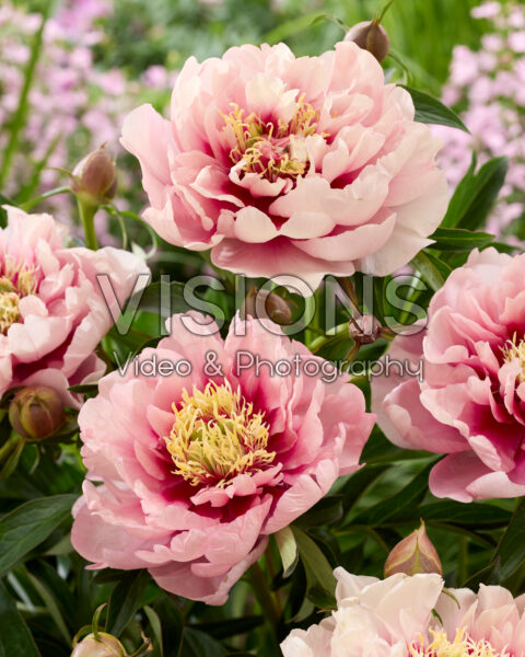 Paeonia Caroline Constabel