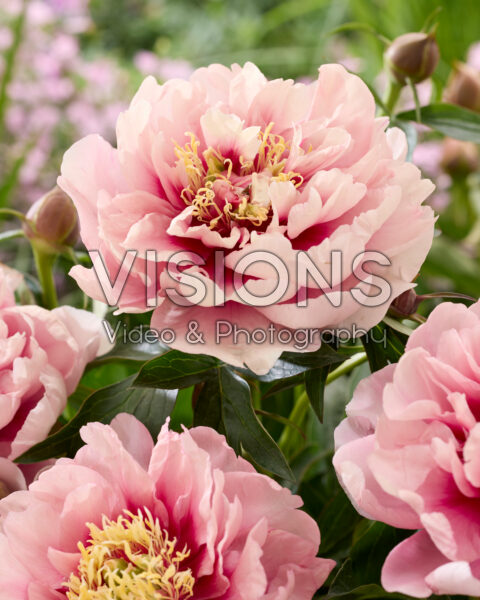 Paeonia Caroline Constabel Paeonia Caroline Constabel