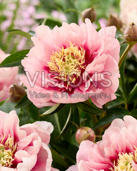 Paeonia Caroline Constabel Paeonia Caroline Constabel