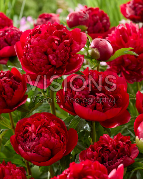 Paeonia Kerstfluweel Paeonia Kerstfluweel